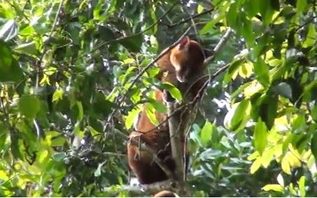 Η πιο σπάνια γάτα του κόσμου – ΒΙΝΤΕΟ