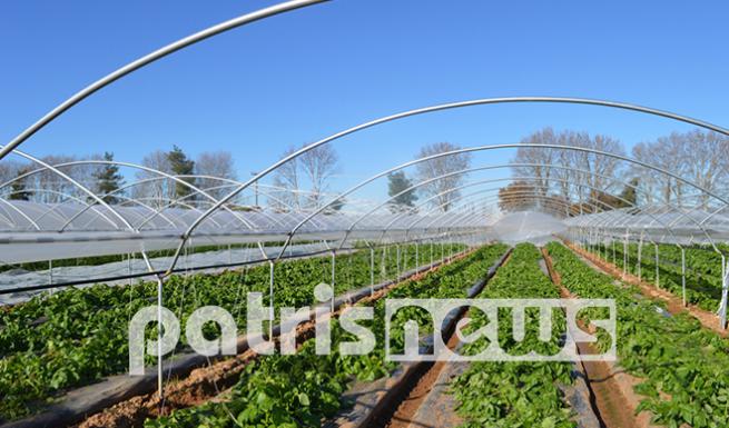 Επικήρυξε τους αγνώστους που κατέστρεψαν το θερμοκήπιο