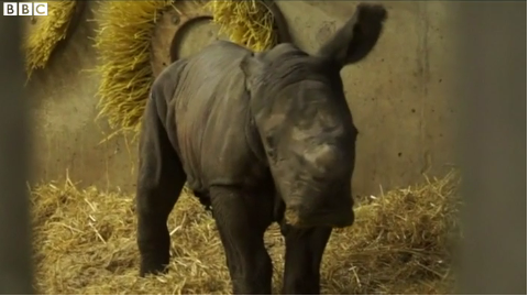 Τα πρώτα βήματα ενός νεογέννητου… ρινόκερου – ΒΙΝΤΕΟ