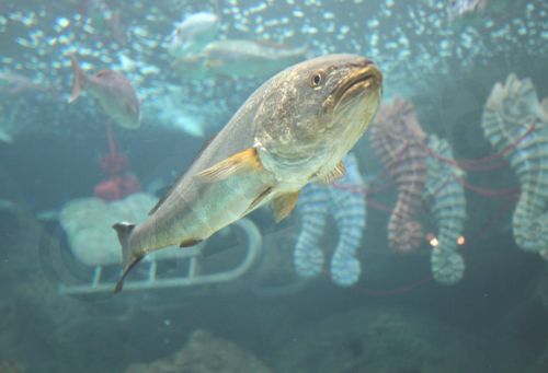 Θεοφάνεια στο ενυδρείο – ΦΩΤΟ