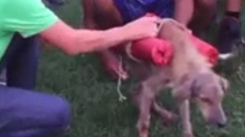 Φρίκη: Έδεσαν βεγγαλικά σε σκύλο και τον ανατίναξαν – ΒΙΝΤΕΟ