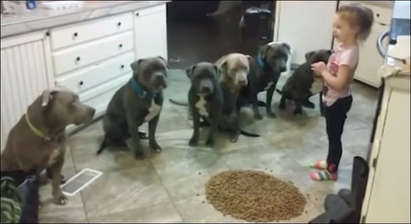 Κοριτσάκι εκπαιδεύει πίτμπουλ – ΒΙΝΤΕΟ