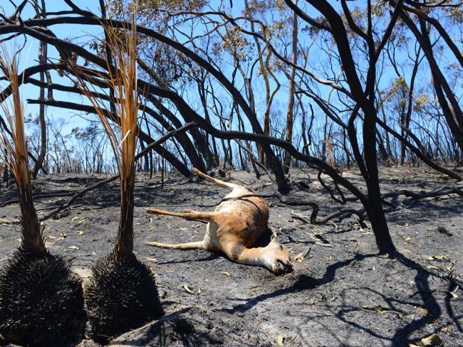 A deer lays dead after a bushfire moved through the area near One Tree Hill in the Adelai