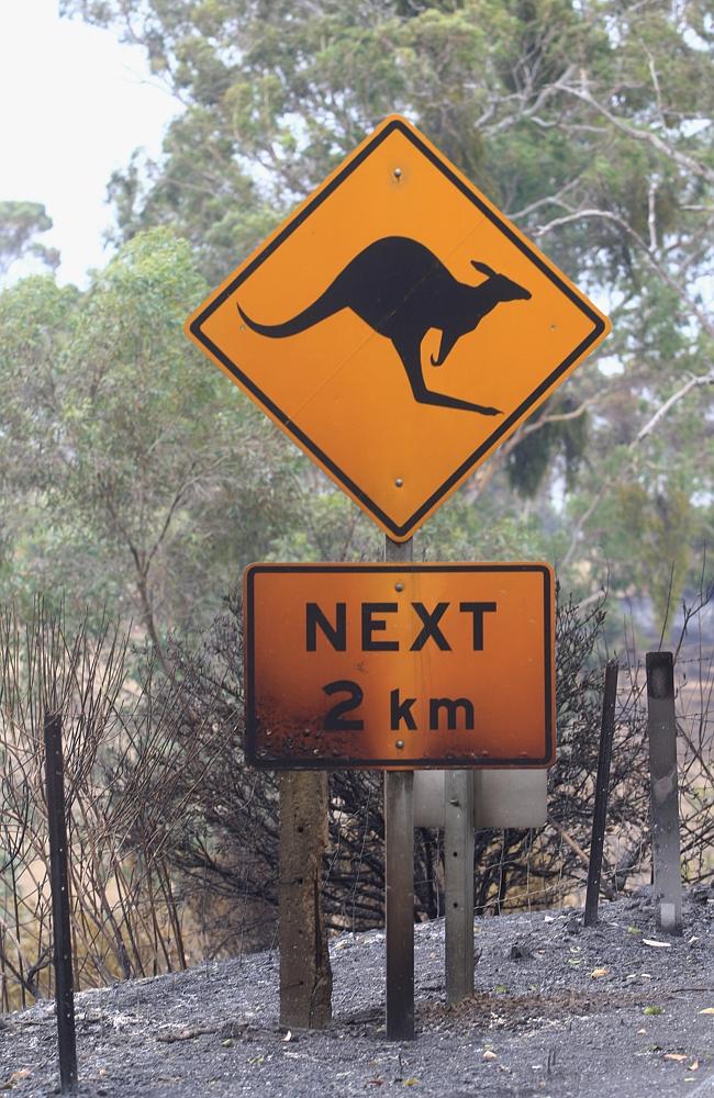 A charred sign warns drivers of kangaroos ahead at Cudlee Creek, South Australia. Picture