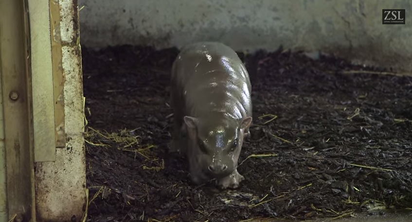 Δείτε ένα αξιολάτρευτο μωρό… ιπποπόταμου – ΒΙΝΤΕΟ