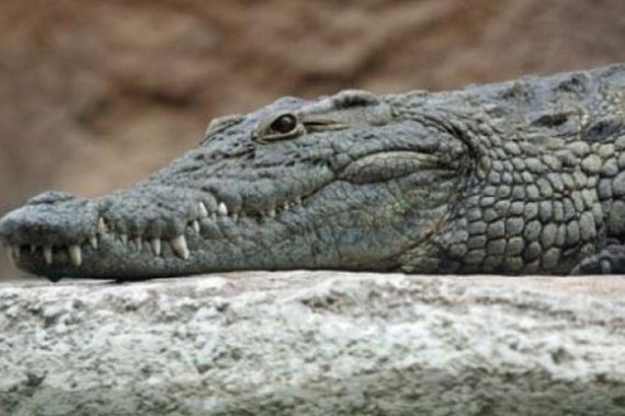 Θα βουτήξουν για τον σταυρό στα “νερά” του Σήφη