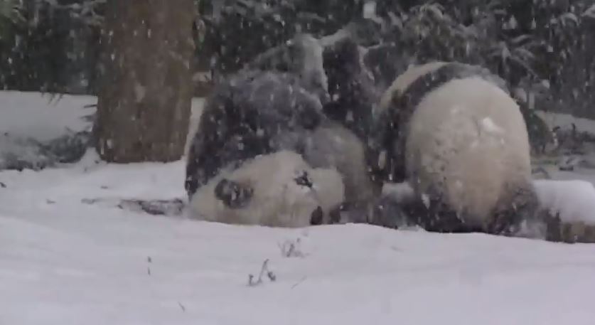 Πάντα παίζει με το χιόνι – ΒΙΝΤΕΟ