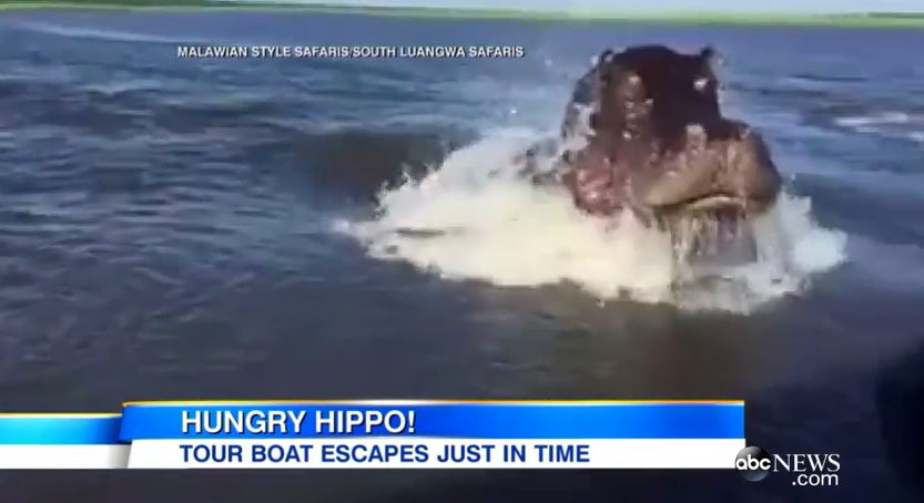 Ιπποπόταμος σε ρόλο… καρχαρία – ΒΙΝΤΕΟ