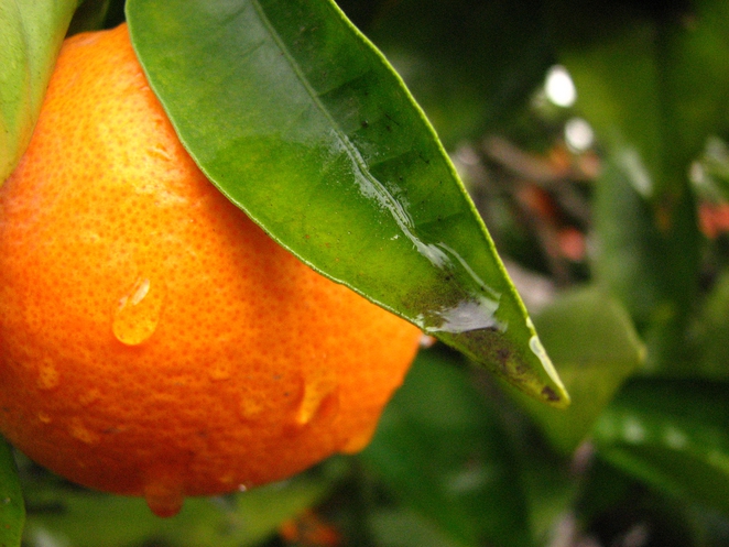 Σκορπίστε άρωμα φρέσκου πορτοκαλιού στο σπίτι