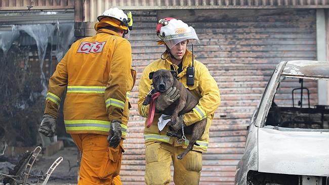 Few survivors ... Paracombe and Tea Tree Gully CFS rescue a dog from the Tea Tree Gully B