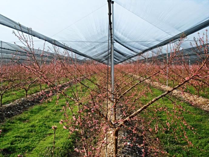 Ποιοι θα λάβουν την Πέμπτη αποζημίωση από τον ΕΛΓΑ