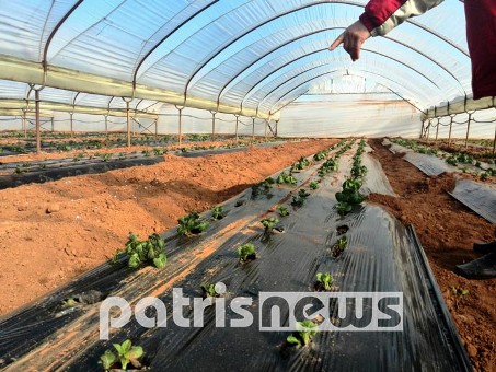 Καταστροφές στις καλλιέργειες της πεδινής Ηλείας από τον παγετό