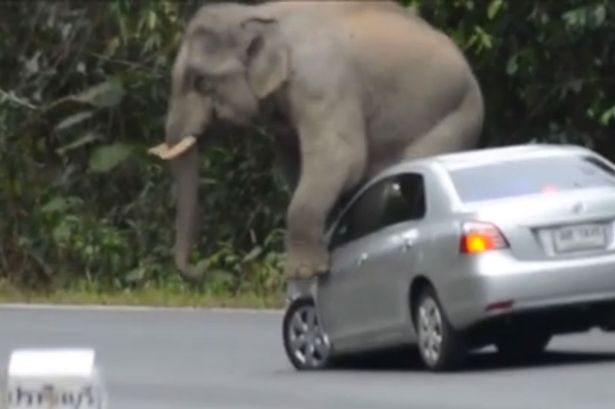 Ο ελέφαντας που πατάει… αυτοκίνητα – ΒΙΝΤΕΟ