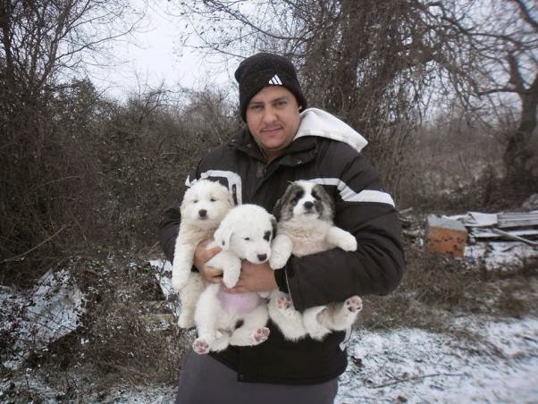 Βρήκε ζωντανά κουταβάκια μέσα στο χιόνι – ΦΩΤΟ