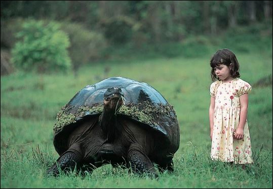 Οι χελώνες των Γκαλαπάγκος – ΦΩΤΟ