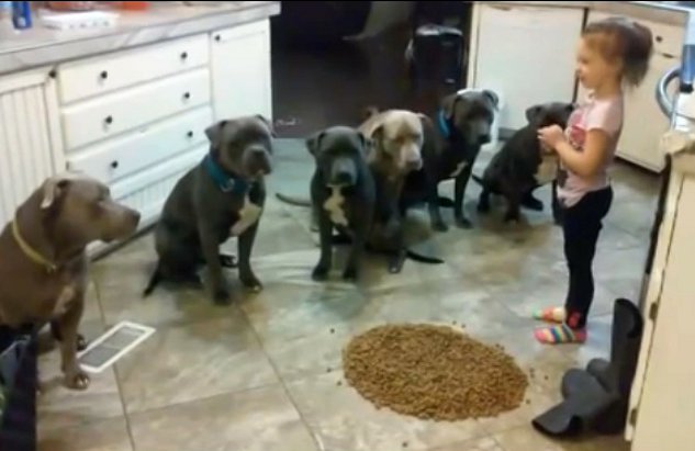 Τετράχρονη εκπαιδεύει πίτμπουλ – ΒΙΝΤΕΟ