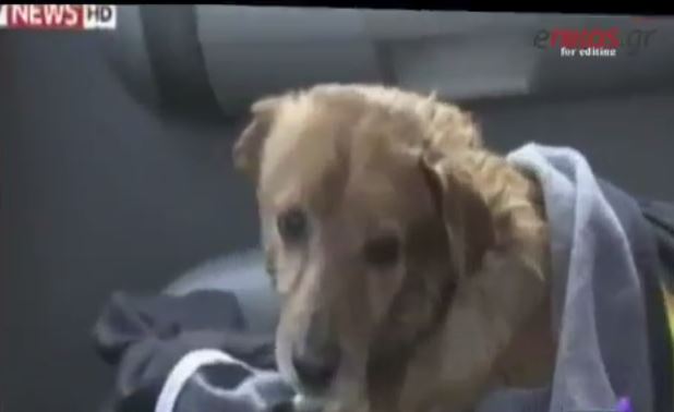 Διάσωση σκύλου με ελικόπτερο – ΒΙΝΤΕΟ