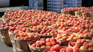 Πληρώνονται αύριο οι ροδακινοπαραγωγοί