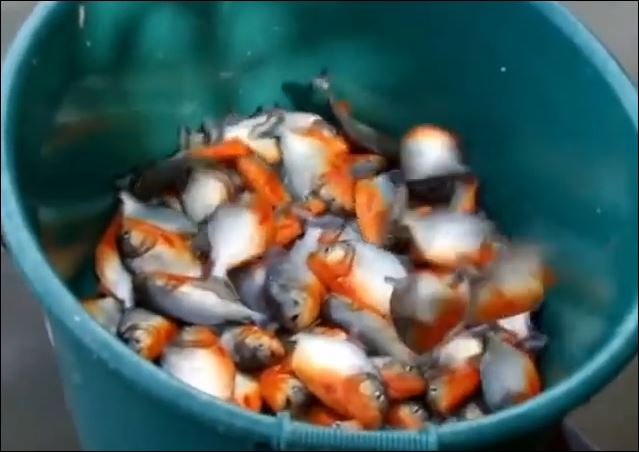 Έτσι ψαρεύουν πιράνχας στη Βραζιλία – ΒΙΝΤΕΟ