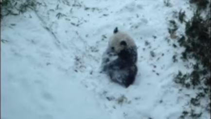 Πάντα παίζει με το χιόνι – ΒΙΝΤΕΟ