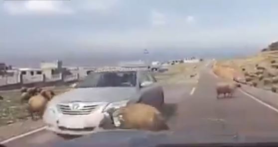 Τράγος εναντίον αυτοκινήτου – ΒΙΝΤΕΟ