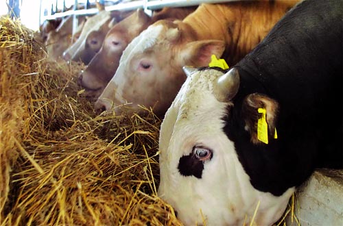 Κτηνίατροι ζήτησαν “φακελάκι” 30.000 ευρώ