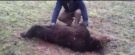 Τροχαίο με θύμα αρκούδα – ΦΩΤΟ