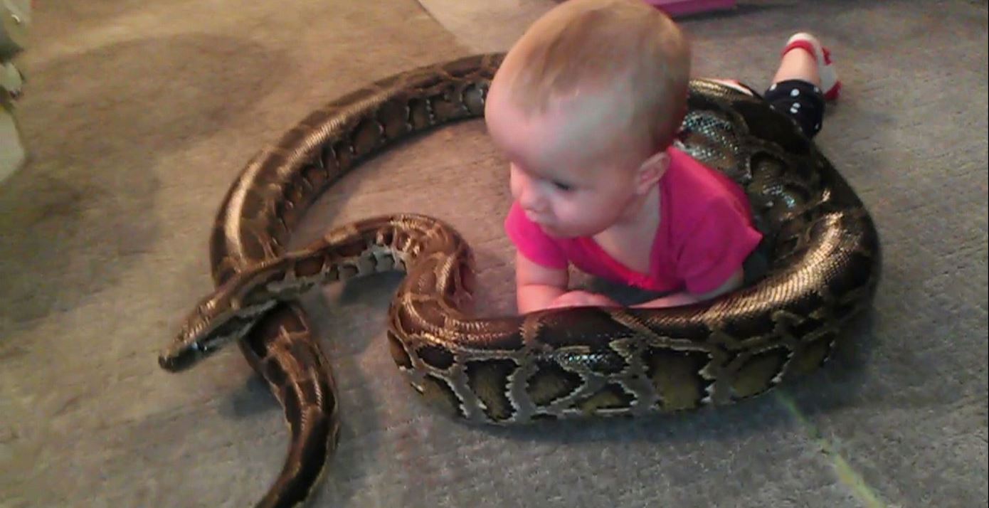 Πύθωνας παίζει με… μωρό – ΒΙΝΤΕΟ
