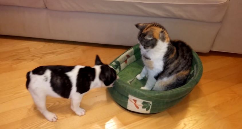 Κουτάβι διεκδικεί το… κρεβάτι του – ΒΙΝΤΕΟ