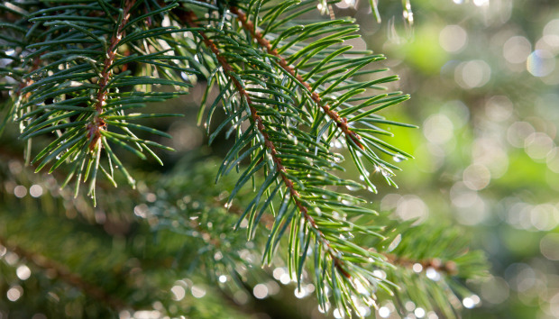 Ανακυκλώστε το αληθινό χριστουγεννιάτικο δέντρο