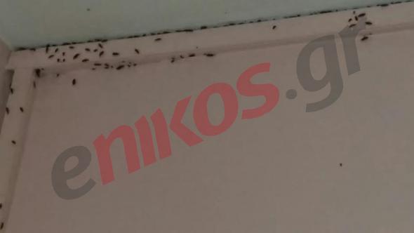 Οι κρατούμενοι στο “Κολαστήριο” ρωτούν τον Τσίπρα