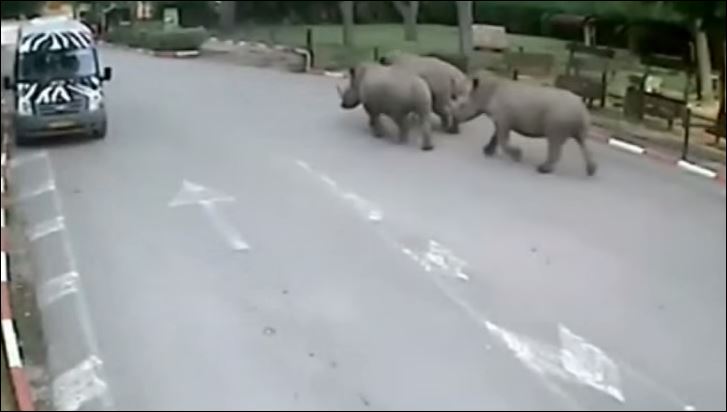 Η Rihanna… δραπέτευσε από ζωολογικό κήπο – ΒΙΝΤΕΟ