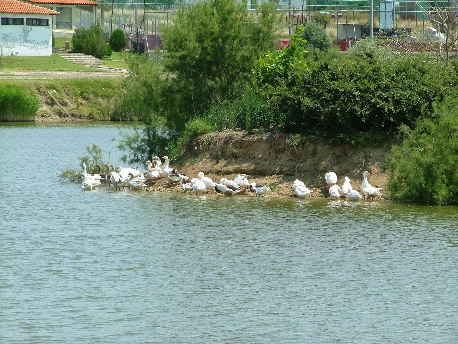 Έβαλε σε σακούλα τρία κουτάβια και τα πέταξε στη λίμνη