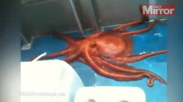 Χταπόδι από… μεζές έγινε «φυγάς»- ΒΙΝΤΕΟ