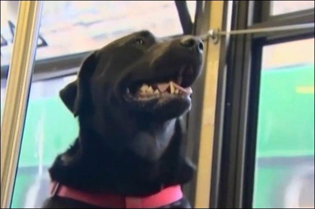 Σκύλος παίρνει το λεωφορείο για να πάει βόλτα – ΒΙΝΤΕΟ