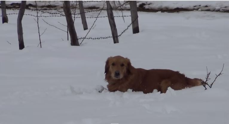 Ποιος κάνει αυτό το θόρυβο; – ΒΙΝΤΕΟ