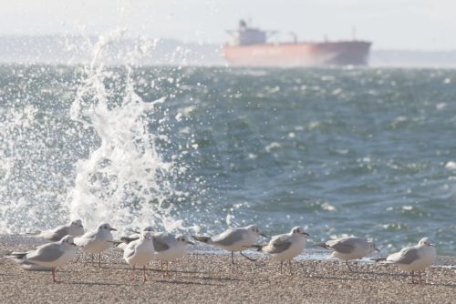 Καιρός: Έρχονται θυελλώδεις άνεμοι και «βουτιά» της θερμοκρασίας – Τι θα δείξει ο υδράργυρος σε 6 περιοχές