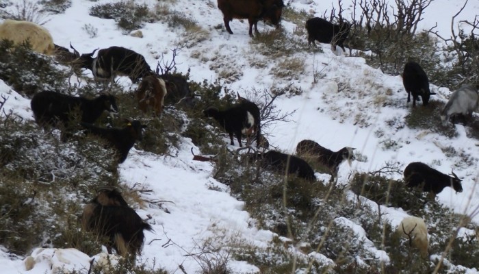Τρεις κτηνοτρόφοι αποκλείστηκαν στα χιόνια