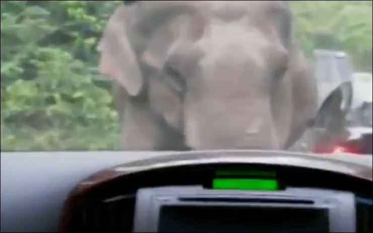 “Αγρίεψαν” οι ελέφαντες στην Ταϊλάνδη – ΒΙΝΤΕΟ