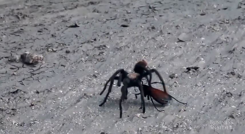 Σφήκα και ταραντούλα μάχονται μέχρι… θανάτου – ΒΙΝΤΕΟ