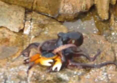 Ένα χταπόδι… αλεπού – ΒΙΝΤΕΟ