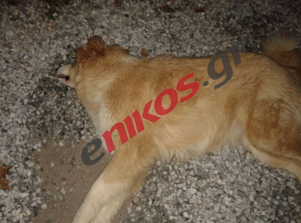 Καταγγελία στο enikos.gr: Μαζικές δηλητηριάσεις σκύλων στο Λιτόχωρο Πιερίας – ΦΩΤΟ