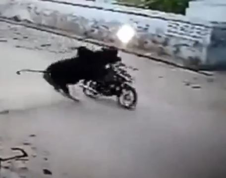 Ταύρος επιτέθηκε σε μοτοσικλετιστή – ΒΙΝΤΕΟ