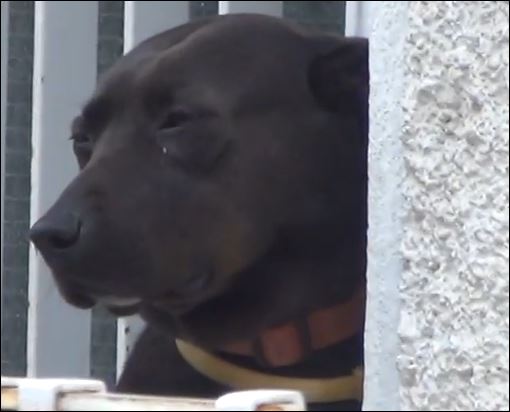 Ο τετράποδος “φίλος” του Τσίπρα – ΒΙΝΤΕΟ