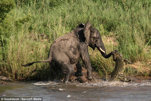 Panicking, the elephant tries to pull his trunk out of its jaws but the crocodile refuses to let go at Sabi Sands Game Reserve, in South Africa