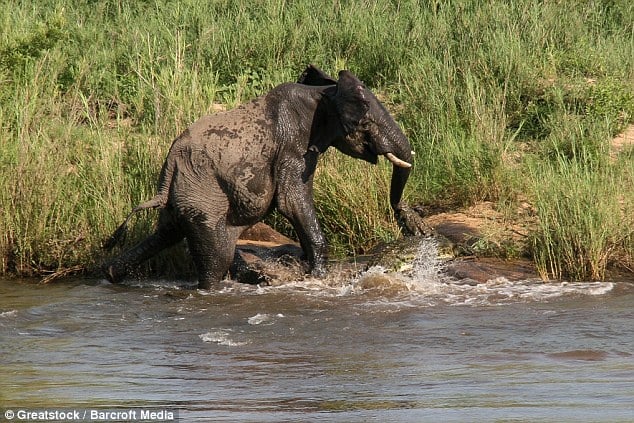 The elephant had been walking back up the bank after an afternoon swim at the watering hole when the enormous crocodile latched on