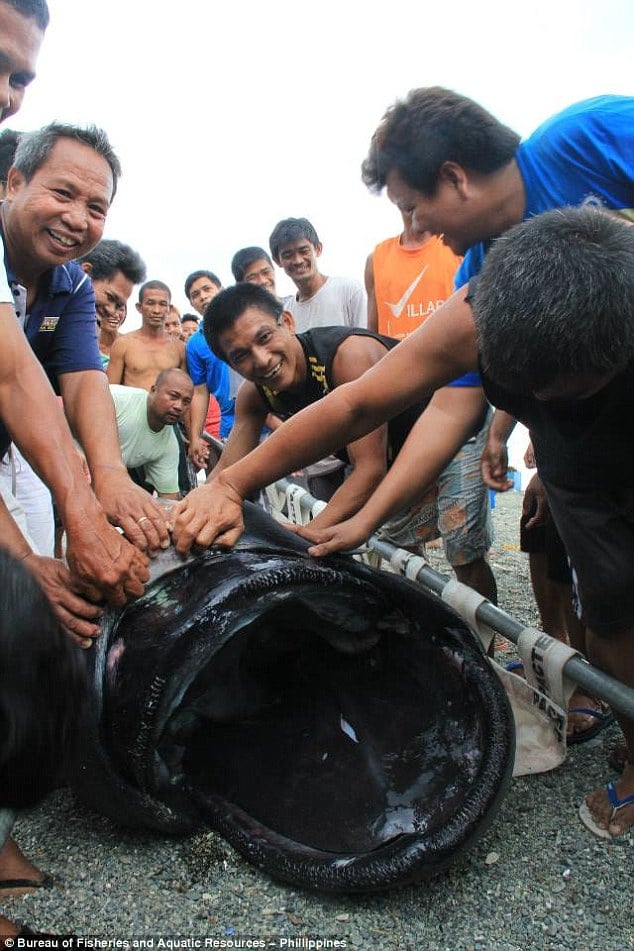 The shark's cause of death has yet to be determined but it is thought it's body will likely go on display at Albay Parks and Wildlife Centre in the Philippines