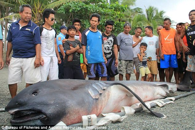 Fishermen have discovered a rare megamouth shark washed up at a beach in the Philippines