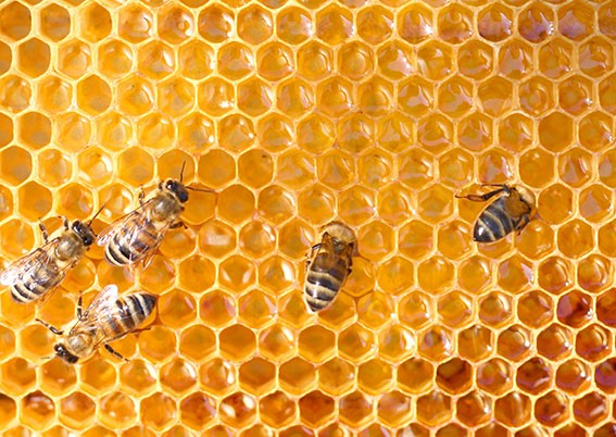 Βασιλικός πολτός: Θαυματουργά οφέλη για την υγεία μας!