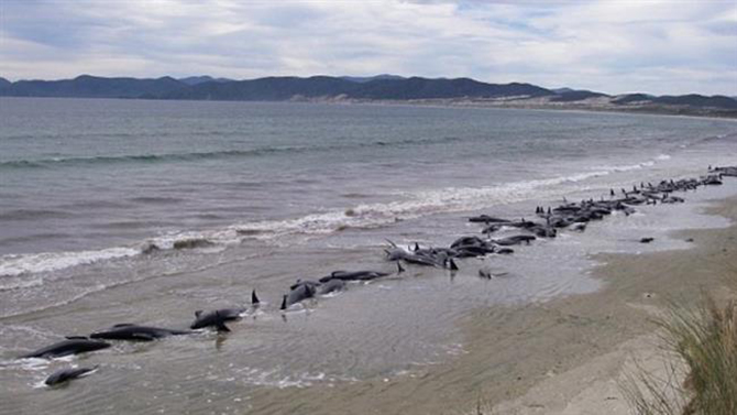Φρίκη με δεκάδες νεκρές φάλαινες στη Νέα Ζηλανδία